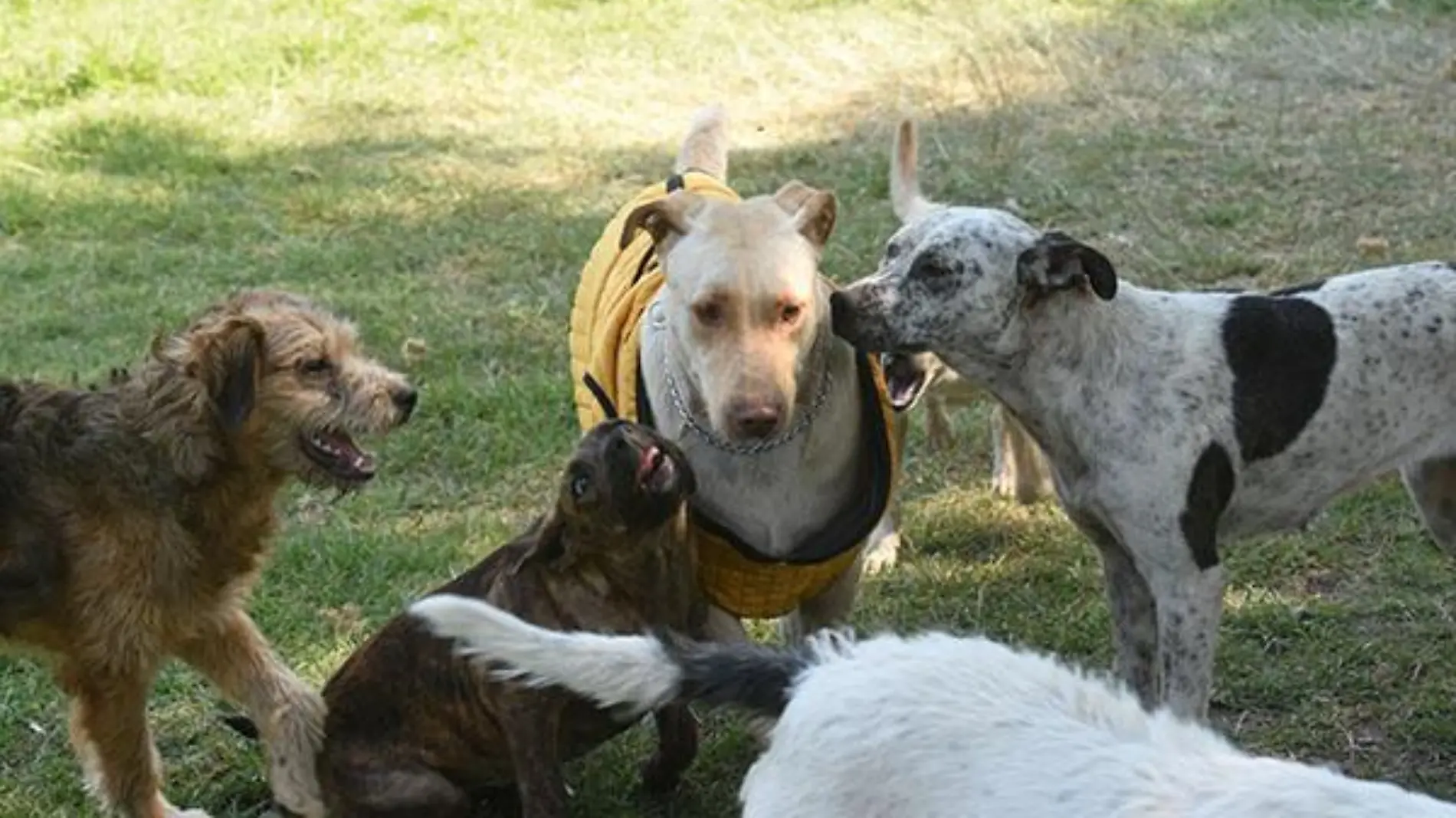 Improvisan albergue canino en la CEDA, piden sumarse a la adopción